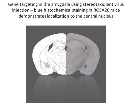 Gene targeting in the amygdala using stereotaxic lentivirus injection - blue histochemical staining in ROSA26 mice demonstrates localization to the central nucelus.